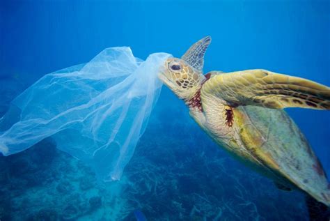 Fight against plastic pollution | WWF