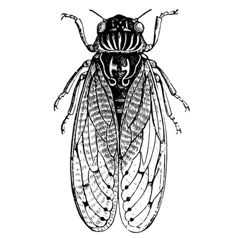 Cicada Line Drawing | Free download on ClipArtMag