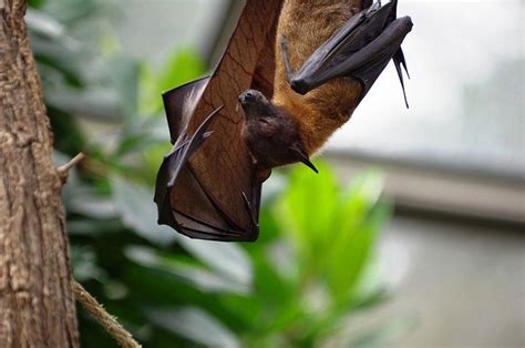 Best Bat Name Articles - Good Names For A Pet Bat!