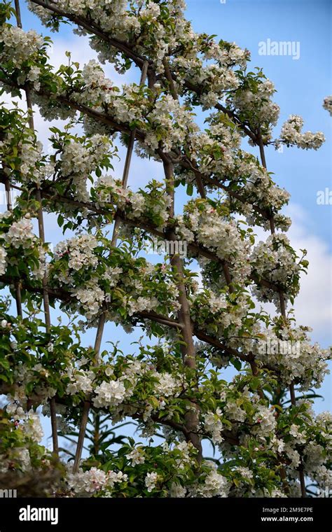 Pleached malus evereste hi-res stock photography and images - Alamy