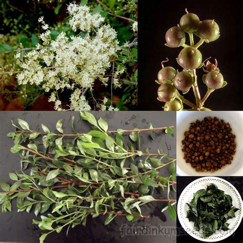 Henna Meyhndi Lawsonia Inermis Seed | Fair Dinkum Seeds