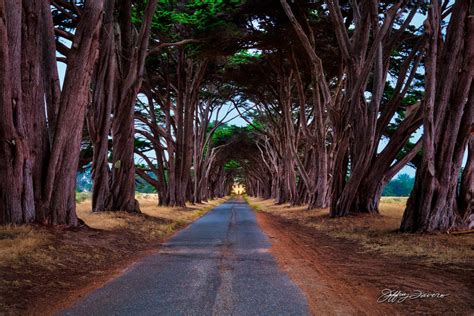 Cypress Tree Tunnel - Jeffrey Favero Fine Art Photography