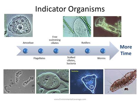 Wastewater Microorganisms