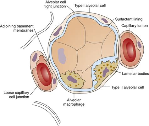 A Very Deep Inspiration That Ventilates All Alveoli Is