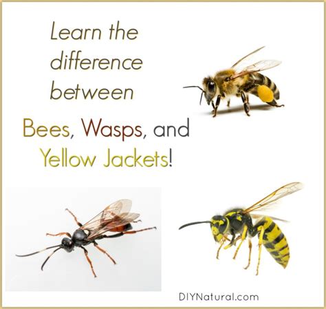 Learn the Difference Between Bees, Wasps, and Yellow Jackets