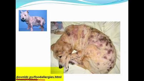 Food Allergies in Dogs - Step by Step Guide + BONUS: Signs of Food Allergies in Dogs! - YouTube