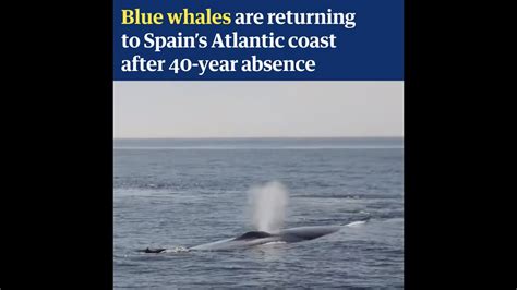 North Atlantic Blue Whale Sounds Cornell Video, 54% OFF