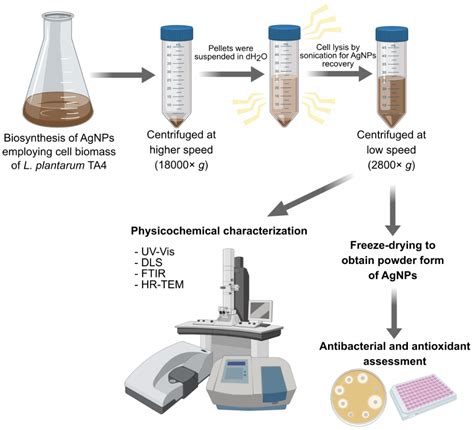 Applied Sciences | Free Full-Text | Microbial Mediated Synthesis of Silver Nanoparticles by ...