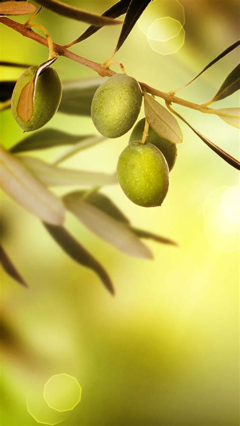 Olive Wallpapers - Wallpaper Cave