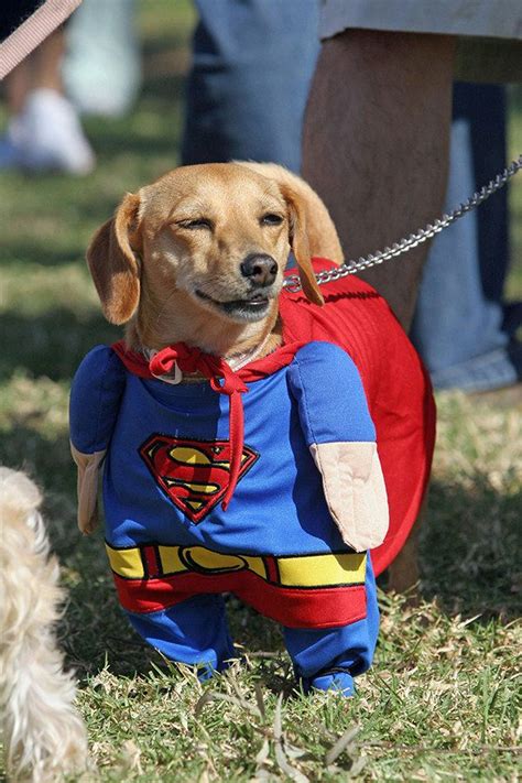 14 Pets Dressed Up As Superheroes | Dog costumes funny, Funny dog ...