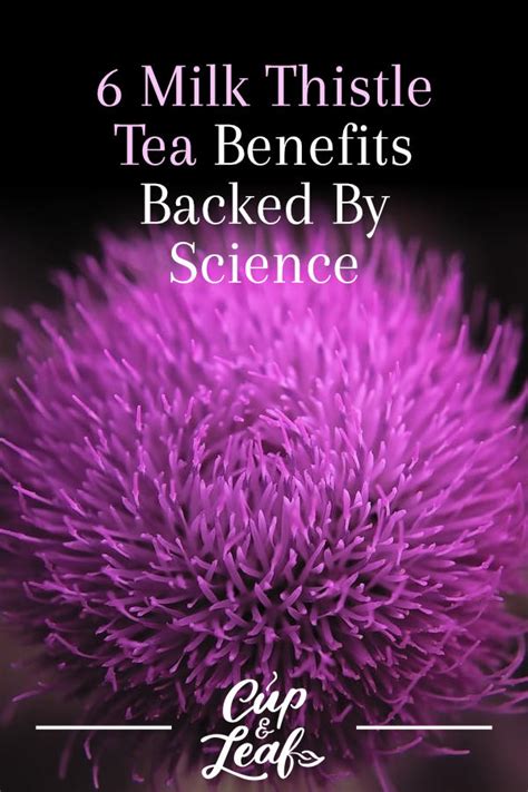 6 Milk Thistle Tea Benefits Backed By Science - Cup & Leaf