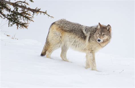 Yellowstone Wolves... - Wildlife Photography Coaching by Tin Man Lee