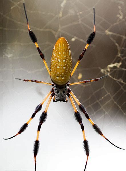 Golden Silk Orb Weaver Spider | Spider, Spider species, Arachnids