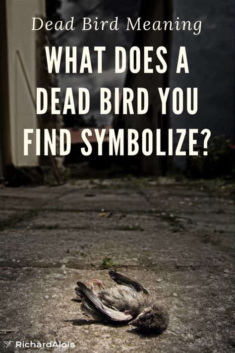 Dead Bird Meaning: Read This When You've Found One!