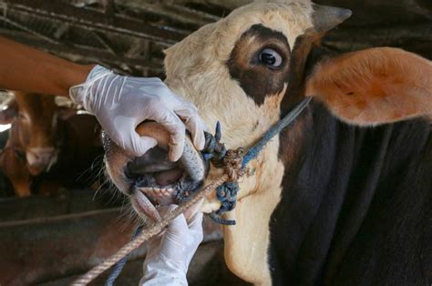 Foot and mouth disease: Livestock industry leaders urge calm after FMD ...