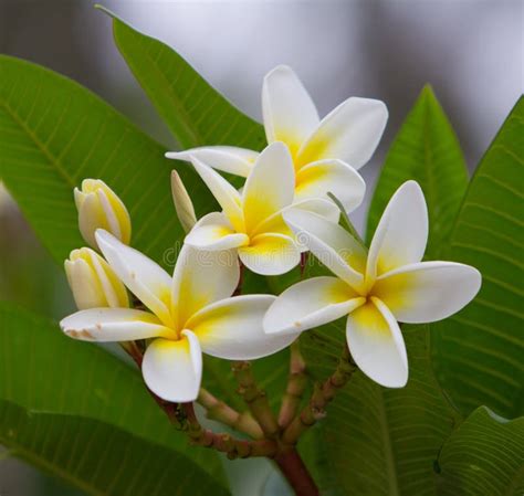 Temple tree stock image. Image of blooming, romantic - 93251463