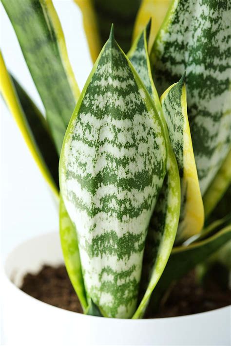 Snake Plant: Benefits, Types, Cautions, And How To Grow, 43% OFF