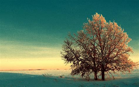 Winter Tree Wallpapers - Wallpaper Cave