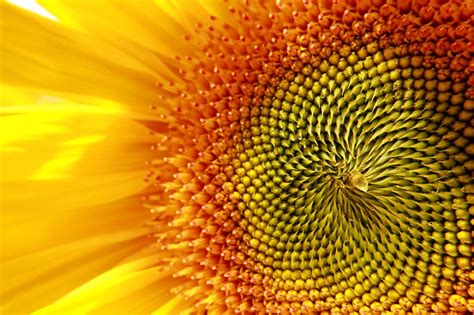 Sturch Photography: Sunflowers, Fibonacci and the Zen of Patterns