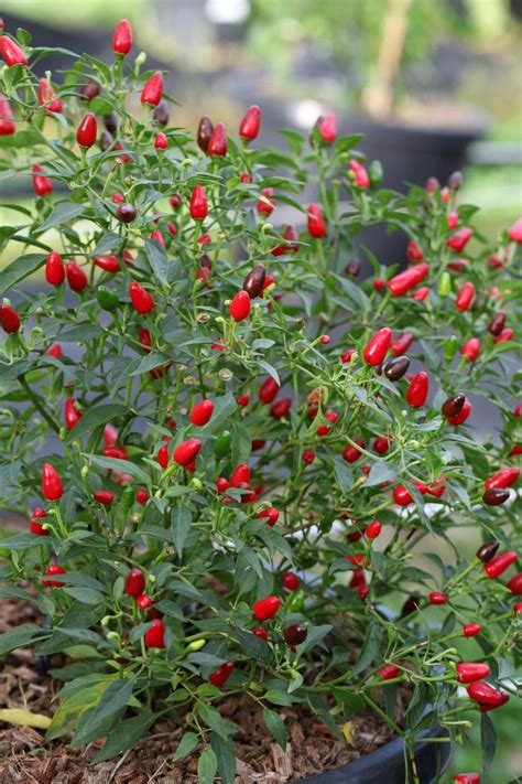 Like so many Chilli Plants, the Zimbabwe Birds Eye is quite beautiful. #chilli #peppers ...