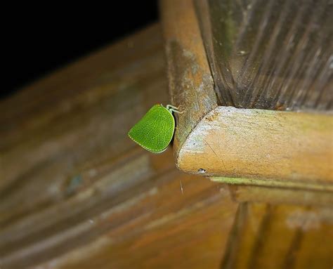 Leaf Insect Walking Bug · Free photo on Pixabay