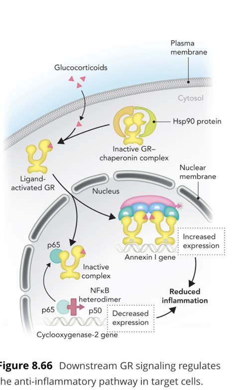 Solved Glucocorticoids are potent anti-inflammatory | Chegg.com