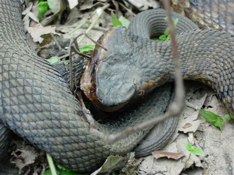 Pin by John Wharton on Snakes - Venomous | Southern illinois, Excursions, Image