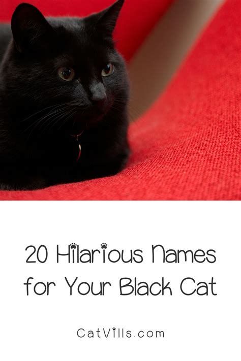 Good Halloween Names For Black Cats 2022 – Get Halloween 2022 News Update
