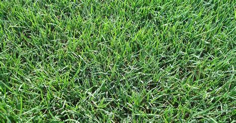 Quiet Corner:Bermuda Grass Lawn Care - Quiet Corner