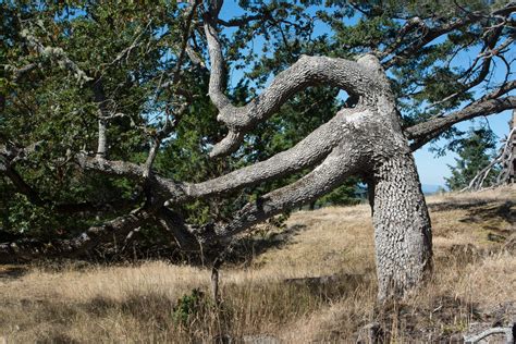 Oregon white oak - Weeding Wild Suburbia