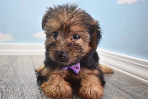 Yorkie Poo Puppies | Happytail Puppies | Family Dog Breeders in NC