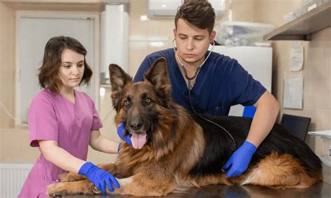 Top 10 Common German Shepherd Health Problems | German Shepherd Country