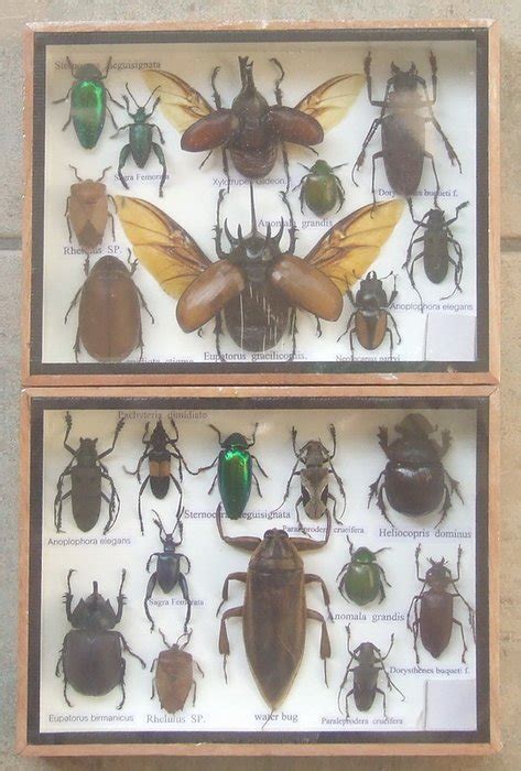 Insect collection boxes – 20 x 15cm (2) - Catawiki