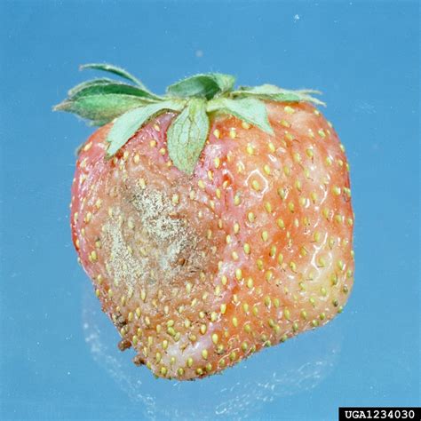 strawberry fruit rot