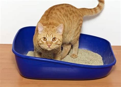 How to Potty Train a Cat, Litter Box, Toilet Training Kittens, Older ...