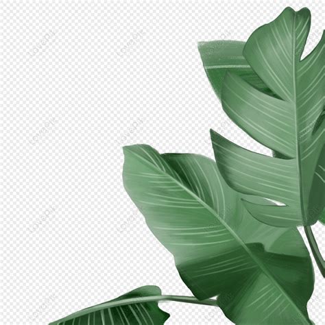 Tropical Leaves, Branches And Leaves, Hand Painting, Leaves PNG Transparent Background And ...
