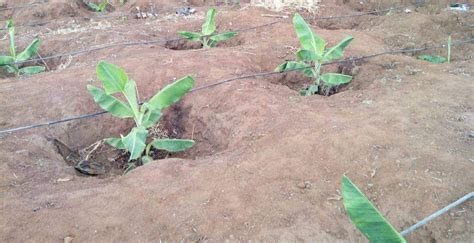 banana planting Artigos - Wikifarmer