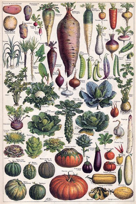 Vegetable Salads Vintage Art Free Stock Photo - Public Domain Pictures
