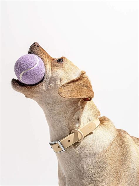 Signature Dog-Friendly Tennis Balls : tennis balls for dogs