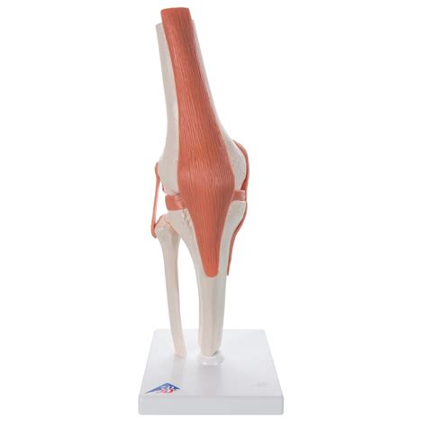 Anatomical Knee Joint Model