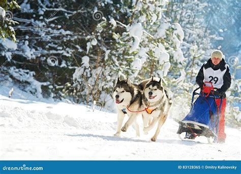 Husky sled dog racing stock image. Image of friend, nature - 83128365