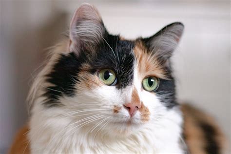 What Is a Diluted Calico Cat? Everything you need to know - Fumi Pets | 2024