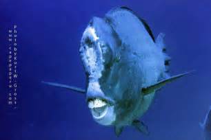 Guess what humphead parrotfish use that giant hump head for | Reef Builders | The Reef and ...