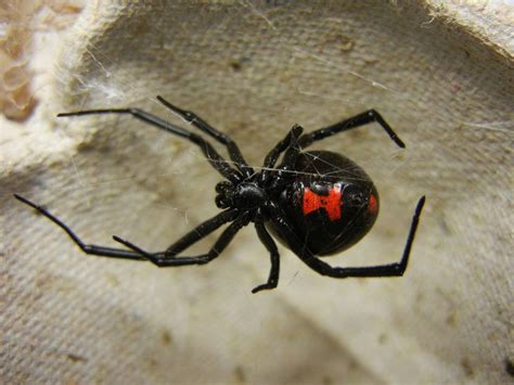 Poisonous Spiders in North Carolina - Owlcation