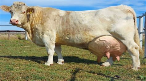 World's No 1 Biggest Charolais Cattle Breed Cow || Largest Cow In World ...