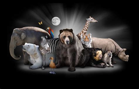 Zoo Animals At Night With Black Background Stock Image - Image of brown ...