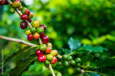 Coffee bean on tree Stock Photo | Adobe Stock