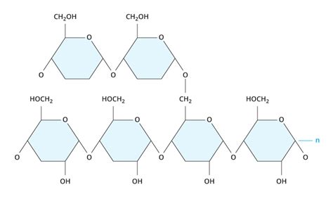 Carbohydrates | Biology | Visionlearning