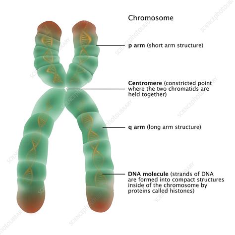 Chromosome Structure, Illustration - Stock Image - C027/6970 - Science Photo Library