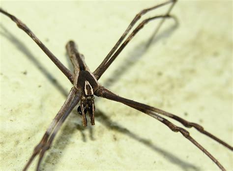 Rufous Net-casting Spider - The Australian Museum